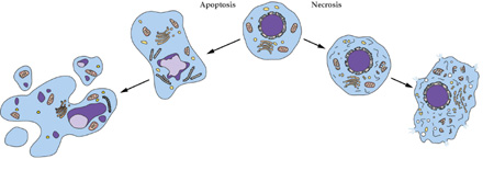 HJC黄金城平台细胞凋亡检测HJC黄金城平台