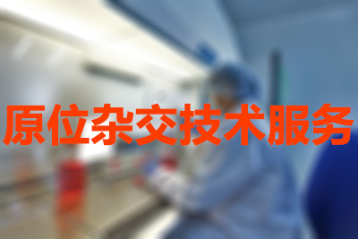 HJC黄金城平台原位杂交HJC黄金城平台