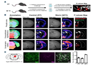 减肥药瞄准新靶点，强效减肥药即将来袭？