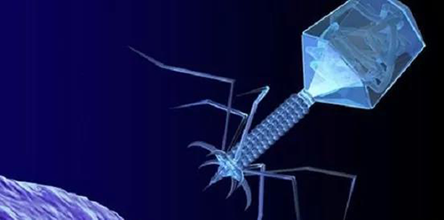 噬菌体疗法、溶瘤病毒，以及构建细胞表达载体的病毒转染因子等都体现出病毒对人类善良温和的一面