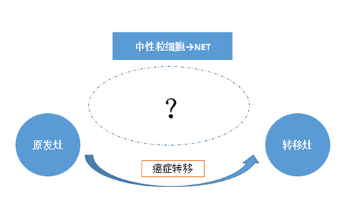NET可能会通过某些方式“捕获”或“唤醒”癌细胞，从而造成癌细胞的迁移。