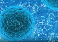 攻克三阴性乳腺癌，蜜蜂毒液竟是关键？