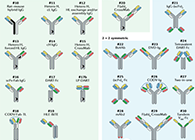 【云回顾】理论、法规、实践，三位一体讲解双抗的生物分析