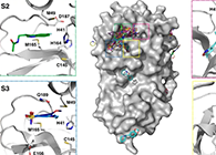 【Nature子刊】国际团队联合力量，加速基于COVID-19结构的药物设计！