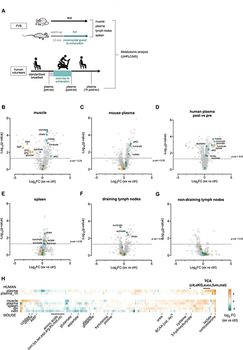 急性运动会改变血浆和淋巴器官的代谢状况 （来源：e Life）