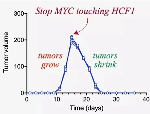 可以“融化”肿瘤的蛋白质，你一定没有听说过！