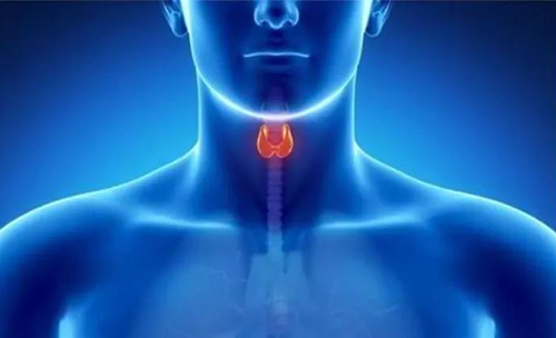 Science速递 | 揭开甲状腺的神秘面纱，开启代谢药物新征程