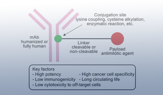 ADC药物：迎接市场热潮，攻破研发壁垒