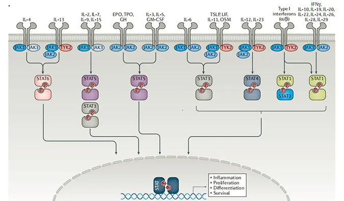 精准建模，把握解开自身免疫性疾病治疗研究的钥匙