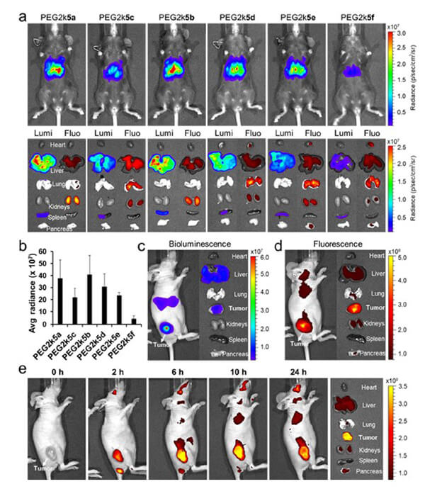 递送和NIR影像，Luc mRNA; Ⅳ and intra-tumoral.jpg
