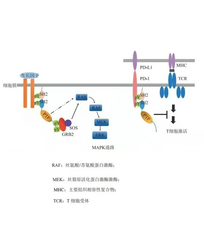 HJC黄金城平台助力凌达生物SHP2变构抑制剂RG001片获批临床.jpg