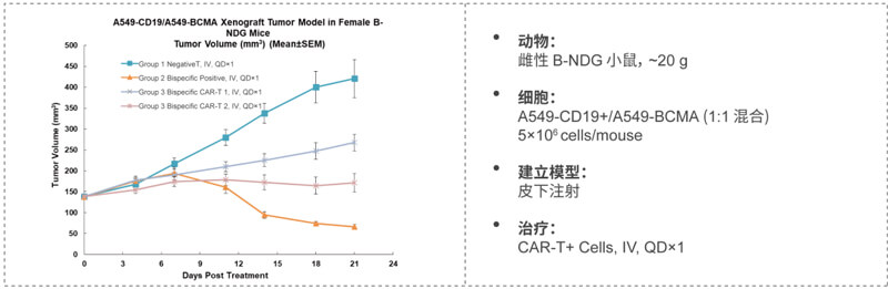 双特异性CAR-T药效研究：CD19-BCMA.jpg