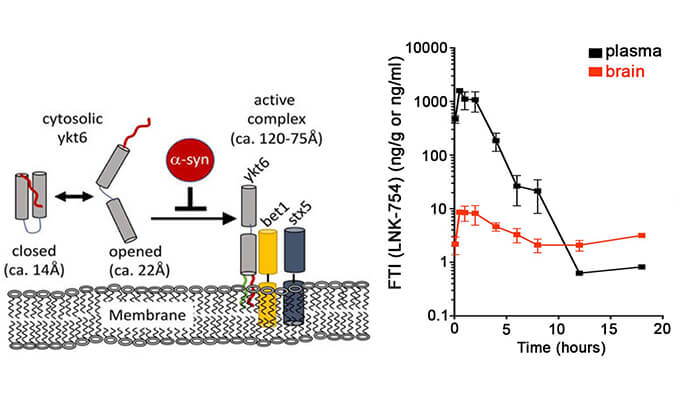 法尼基转移酶抑制剂LNK-754单次口服后即可快速穿过血脑屏障，本研究中PK分析通过HJC黄金城平台进行