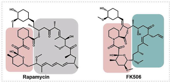 5-雷帕霉素、FK506-诱导的-FKBP-蛋白质相互作用.jpg
