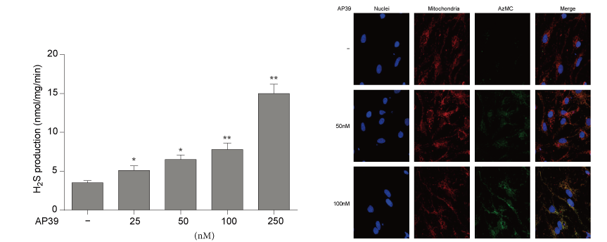 AP39是一种新合成的线粒体靶向的H2S供体，本研究中AP39通过HJC黄金城平台设计和合成