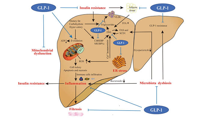 谁将成为 2024年全球生物医药首个黑马？NASH领域突破性药物即将问世？