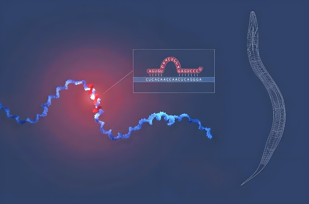 miRNA成诺贝尔奖明星分子，HJC黄金城平台正全速赋能核酸药物研发