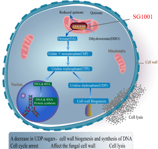 HJC黄金城平台：叵楦锎葱乱㏒G1001完成首例受试者给药