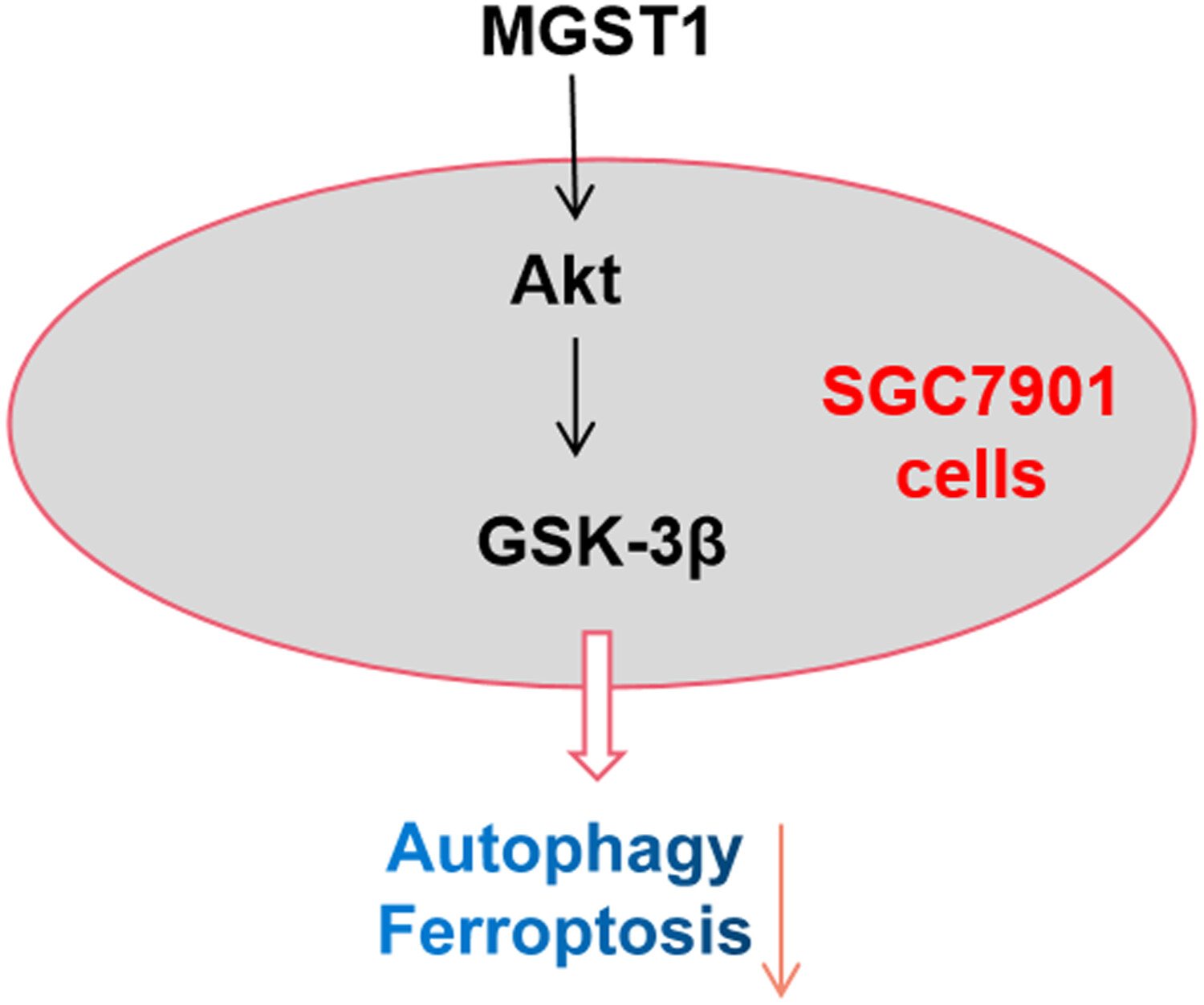 MGST1过表达通过激活Akt/GSK-3β信号通路诱导胃癌细胞增殖，本研究中MGST1过表达等体外实验通过HJC黄金城平台进行