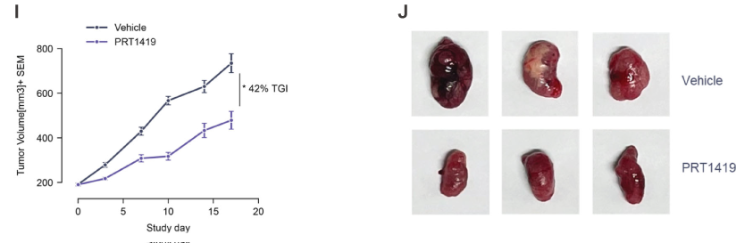 MCL1抑制剂在多种实体瘤和血液肿瘤模型中显示抗肿瘤效果，本研究中药效实验通过HJC黄金城平台进行