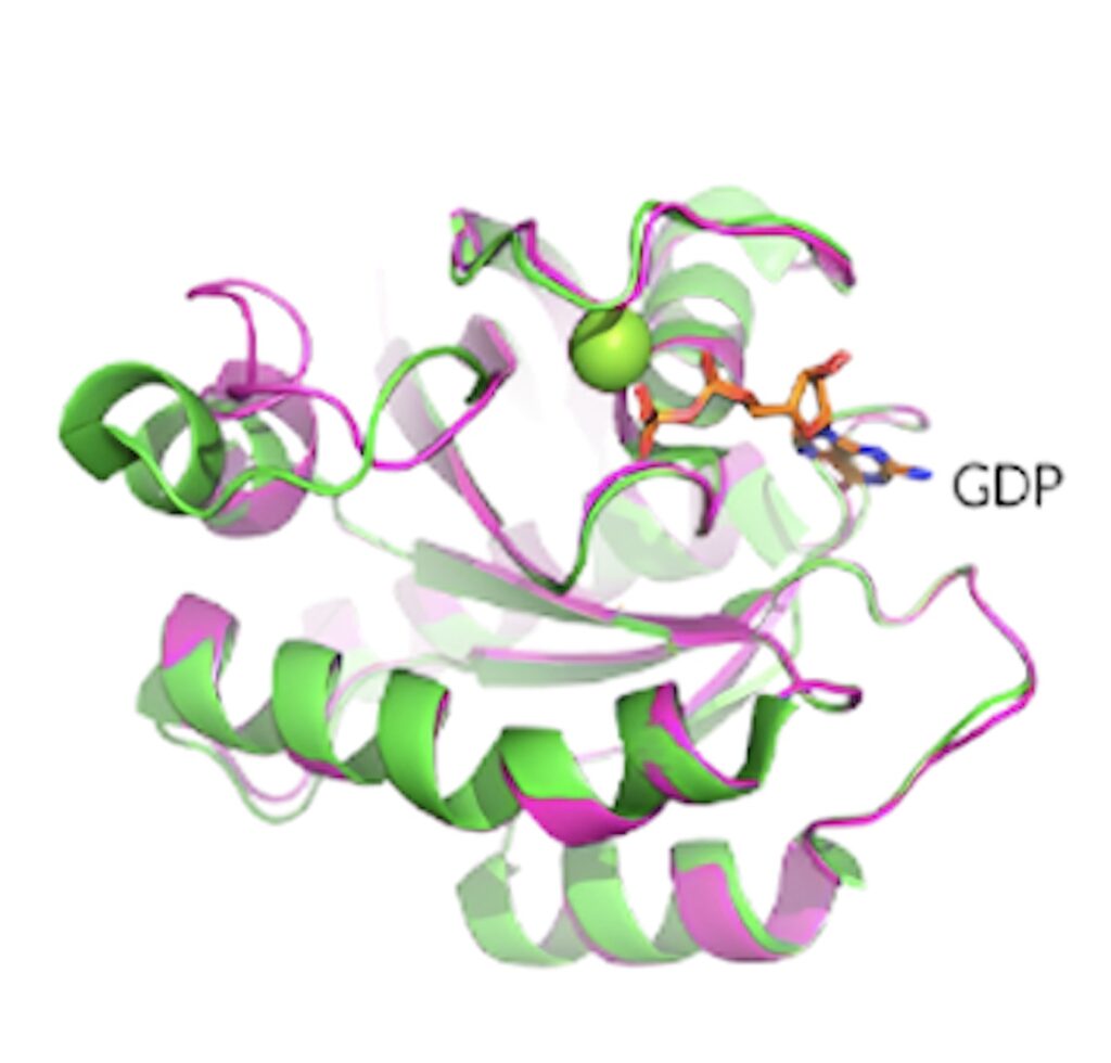 KRAS G12D晶体结构揭示了蛋白质的构象和 GDP 结合状态。.jpeg